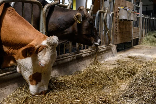 Dairy Cows Eating Hay Barn — Stock Photo, Image