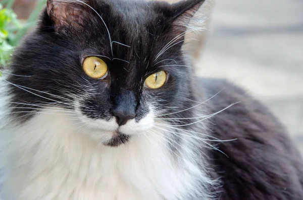 Retrato Gato Preto Peludo Com Olhos Verdes Brilhantes — Fotografia de Stock