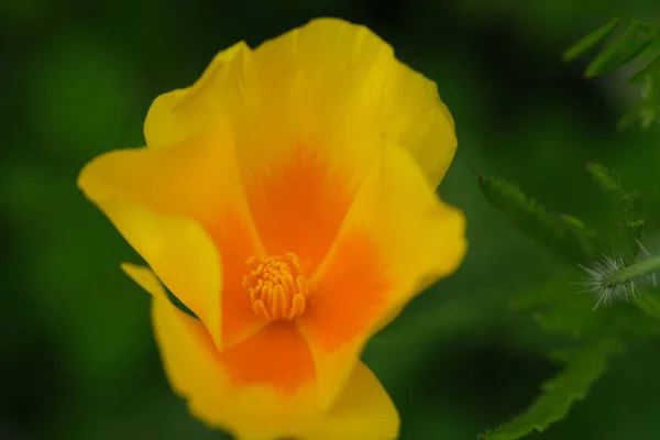 咲く黄色の花の高角度ショット — ストック写真