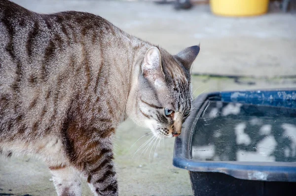 水の屋外のボウルの近くの美しい灰色の猫 — ストック写真