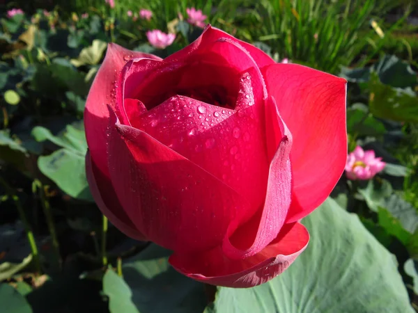 Een Prachtig Shot Van Een Roze Lotus Een Botanische Tuin — Stockfoto