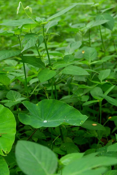 Plano Vertical Una Planta Con Grandes Hojas Verdes —  Fotos de Stock