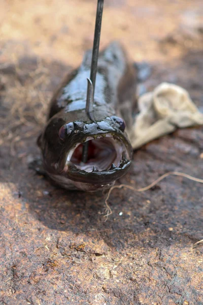Colpo Verticale Pesce Gatto Morto Gancio Terra Sotto Luce Del — Foto Stock