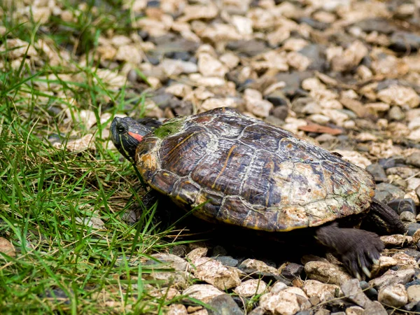Eine Nahaufnahme Einer Schildkröte Auf Den Steinen Der Nähe Des — Stockfoto