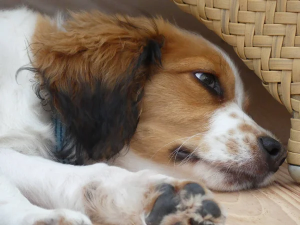 Detailní Záběr Roztomilý Nederlandse Kooikerhondje Pes Ležící Zemi — Stock fotografie