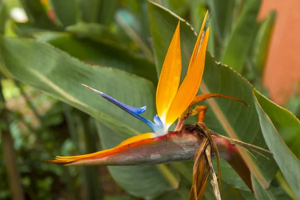 Cennet Kuşu Çiçeği Strelitzia Güneş Işığıyla Aydınlatılmış Organik Bahçe Guatemala — Stok fotoğraf