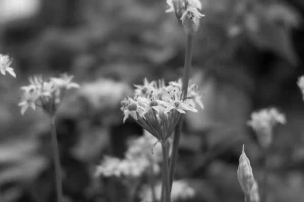 Över Vackra Vita Blommor Gråskala — Stockfoto