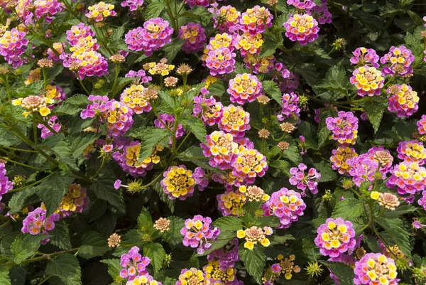 Lantana Camara Dans Jardin Guatemala Fleur Appelée Sept Negritos Amérique — Photo