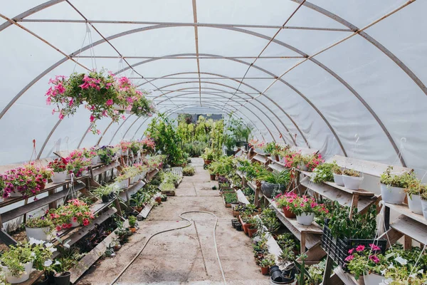 Muchas Plantas Maceta Flores Que Crecen Invernadero —  Fotos de Stock