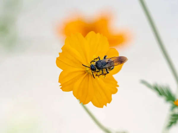 Včela Srkající Nektar Žlutého Kosmu — Stock fotografie