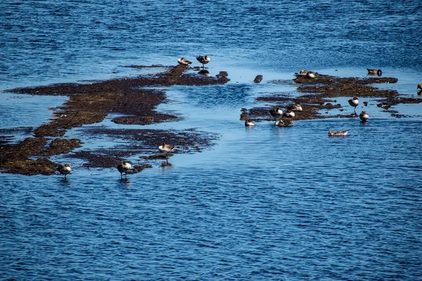 여름에는 호수에 오리들이 떼지어 — 스톡 사진