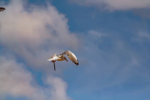 Uma Gaivota Voando Céu Azul Nublado Calmo — Fotografia de Stock