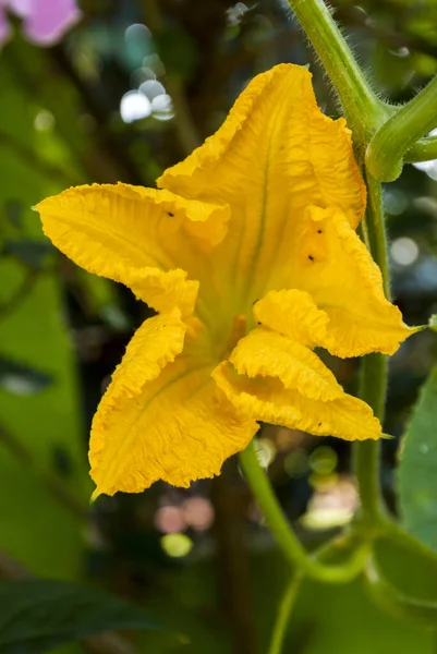 バックイヤーにカボチャの花 グアテマラではAyote クチュビータArgyrosperma — ストック写真
