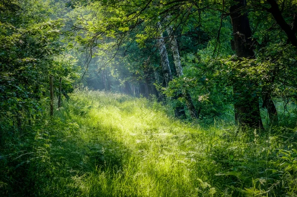 Прекрасний Яскраво Зелений Ліс Сяючими Променями — стокове фото