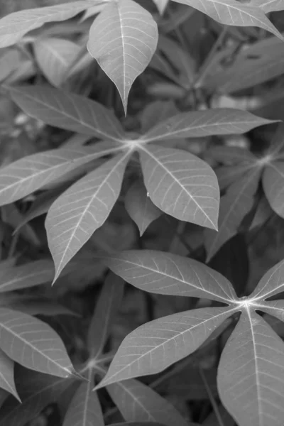 Вертикальний Знімок Рослини Великим Листям Сірому Кольорі — стокове фото