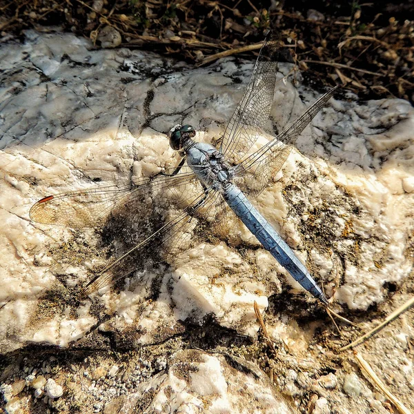 High Angle Shot Dragonfly Grungy White Stone Sunlight — Stock Photo, Image