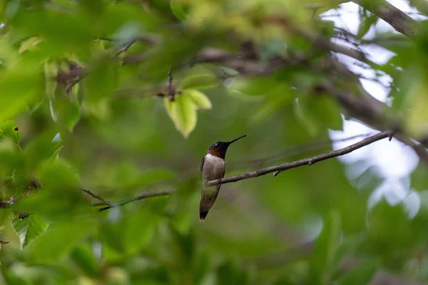 一只小鸟坐在树枝上 背景模糊不清 — 图库照片