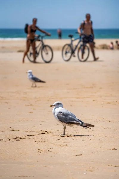 Eine Möwe Sandstrand Der Küste — Stockfoto