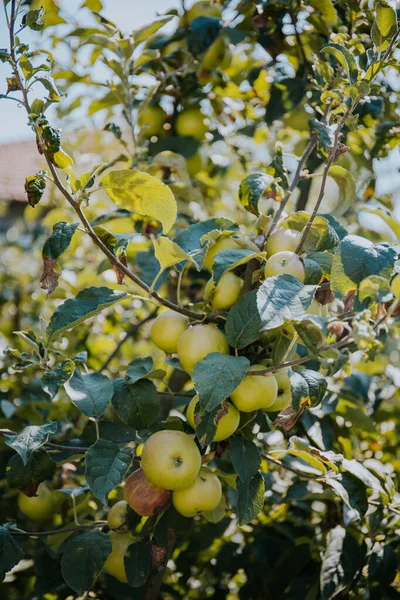 Ramo Manzanas Verdes Frescas Una Rama Árbol Jardín — Foto de Stock