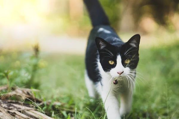 Gato Preto Branco Andando Sobre Verde — Fotografia de Stock