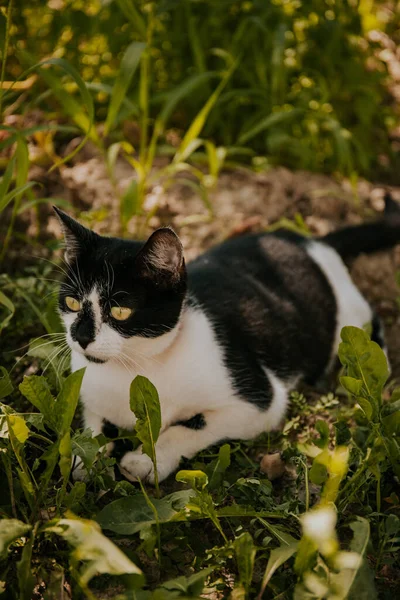 Een Schattig Zwart Wit Katje Een Park — Stockfoto