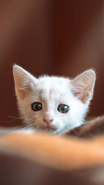 Tatlı Beyaz Bir Kedi Yavrusunun Dikey Yakın Çekimi — Stok fotoğraf