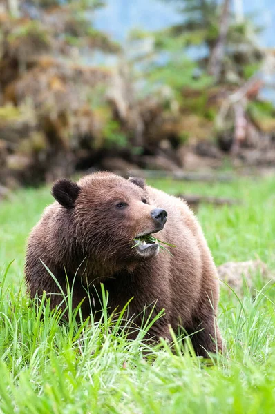 Brutus Khutzeymateen Grizzly Bear Sanctuary Northern British Columbia Canada — 스톡 사진
