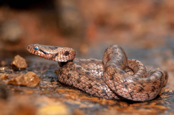 Serpente Lisa Sul Coronella Girondica Sobre Uma Rocha Que Molda — Fotografia de Stock