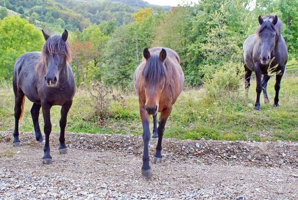 Plan Trois Chevaux Sur Une Route Pierreuse Devant Des Arbres — Photo