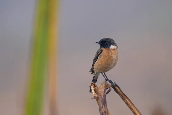 Close Stonechat Europeu Empoleirado Ramo — Fotografia de Stock