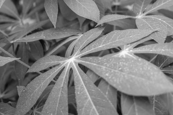 Рослина Великим Листям Сірому — стокове фото