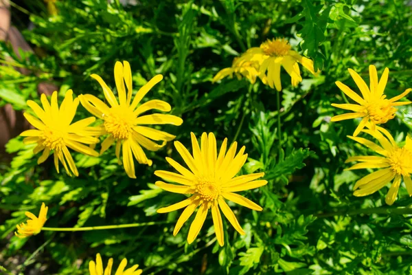 Zbliżenie Piękny Żółty Afrykański Krzak Stokrotka Kwiaty Ogrodzie Słoneczny Dzień — Zdjęcie stockowe