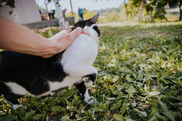 Engraçado Brincalhão Preto Branco Gatinho Parque — Fotografia de Stock