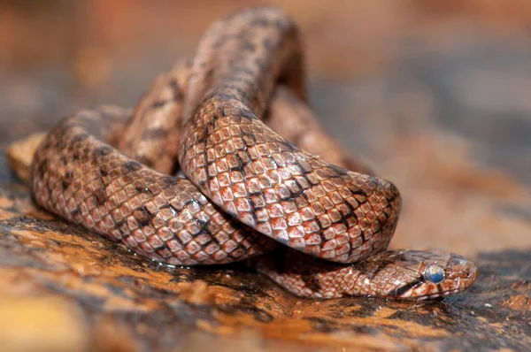 Zuidelijke Gladde Slang Coronella Girondica Een Rots Die Huid Vervelt — Stockfoto