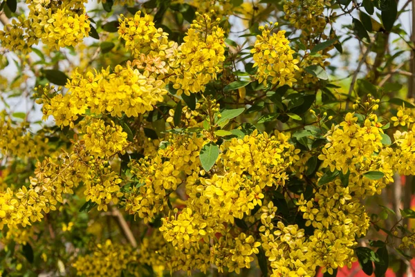 Thryallis Glauca Galphimia Arany Zuhany Sárga Virág Díszítő Virág Virág — Stock Fotó