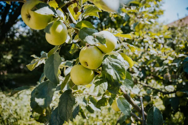 Ένα Μάτσο Φρέσκα Πράσινα Μήλα Ένα Κλαδί Δέντρου Έναν Κήπο — Φωτογραφία Αρχείου