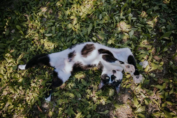 Ein Lustiges Verspieltes Schwarz Weißes Kätzchen Einem Park — Stockfoto