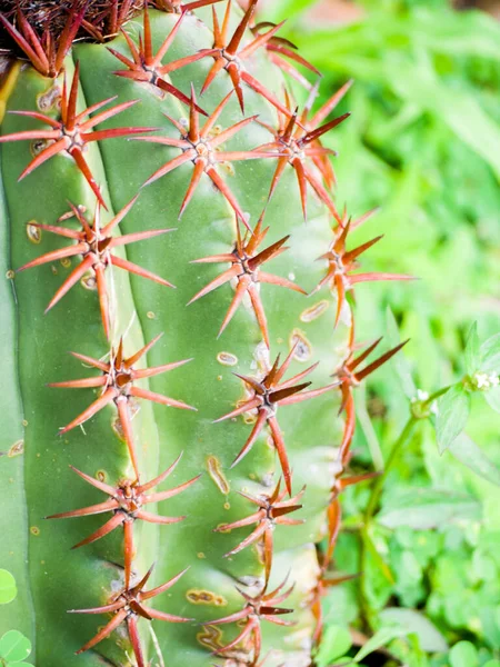 Egy Függőleges Közelkép Egy Gyönyörű Kaktusz Virágzó Szépségéről — Stock Fotó