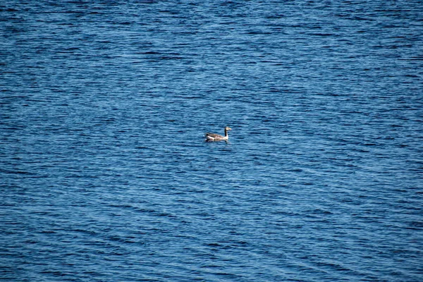 Pato Lago Verão — Fotografia de Stock