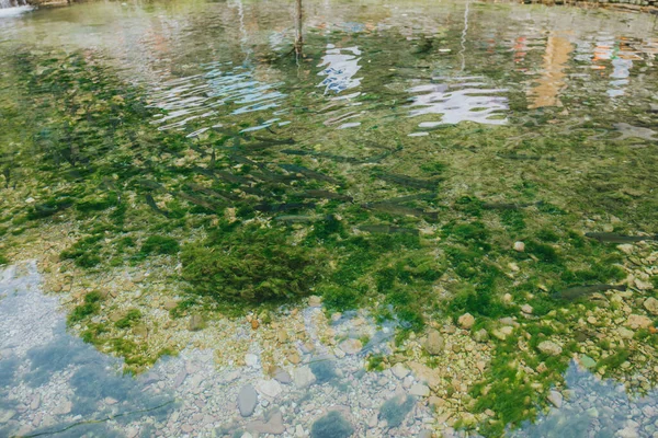 Високий Кутовий Знімок Низької Поверхні Води Зеленим Мохом Каменях Під — стокове фото