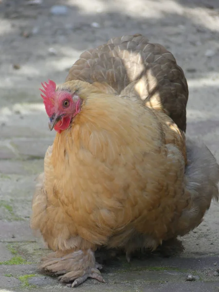 一只可爱的棕色公鸡的特写镜头 — 图库照片