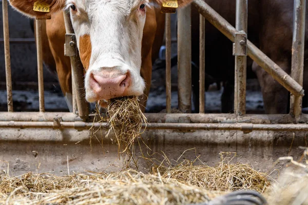 Vacas Lecheras Comiendo Heno Granero — Foto de Stock