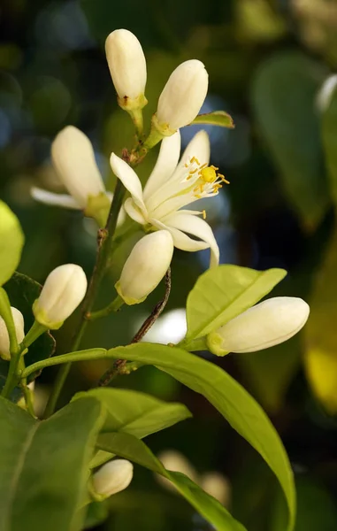 Closeup White Lemon Flowers Buds — Stock Photo, Image