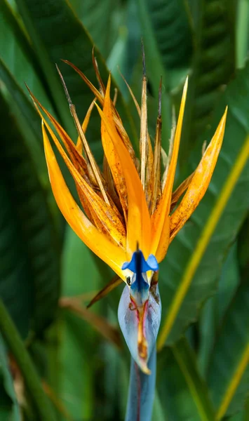 Pássaro Paraíso Flor Strelitzia Flor Iluminada Com Luz Solar Jardim — Fotografia de Stock