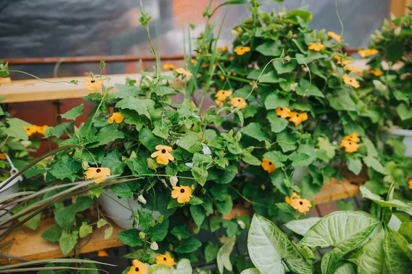 Seradaki Saksıdaki Sarı Thunbergia Çiçekleri — Stok fotoğraf