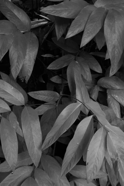 グレースケールで大きな葉を持つ植物の垂直ショット — ストック写真
