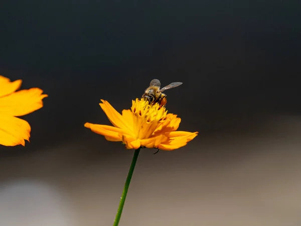 Eine Honigbiene Schlürft Nektar Aus Einer Gelben Kosmosblume — Stockfoto