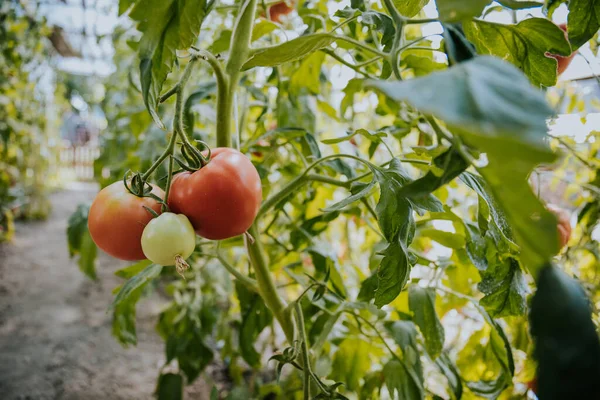 Färska Ekologiska Tomater Som Växer Växt Trädgård — Stockfoto