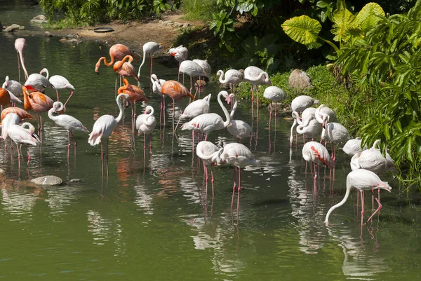Flamingo Pink Hong Kong Water Tripical Group Зоопарк Екзотичний Туризм — стокове фото