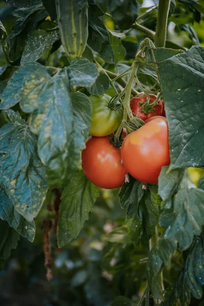 Verse Biologische Tomaten Groeien Een Plant Een Tuin — Stockfoto